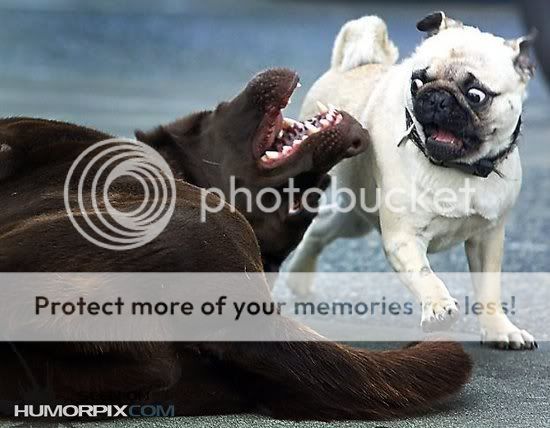 scared pug scared pug photo by wbelgium photobucket scared pug scared pug photo by wbelgium photobucket