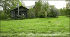 Dog_riding_mower.gif