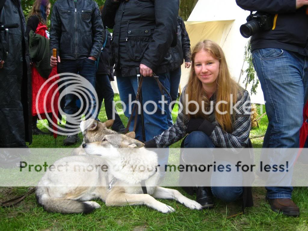 Saarloos Wolfhound photo IMG_4920.jpg