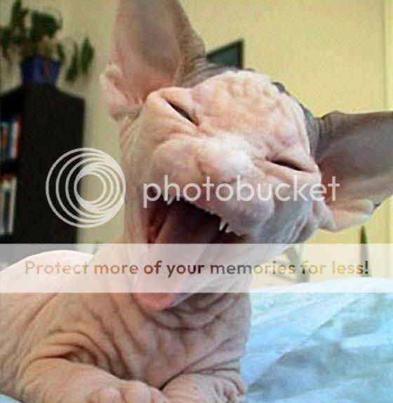 ugly cat Image ugly cat pictures. ugly cat Image