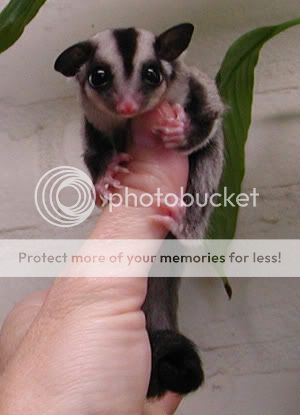 avatar_sugar-glider.jpg